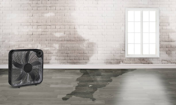 Best Ceiling water damage repair  in Cuba, MO